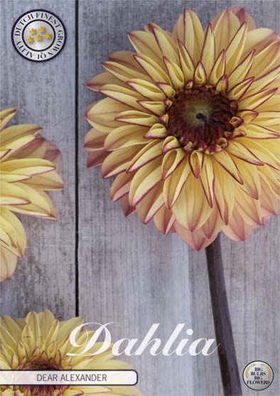 Dahlia Boll Kjære Alexander 1-pakning NYHET